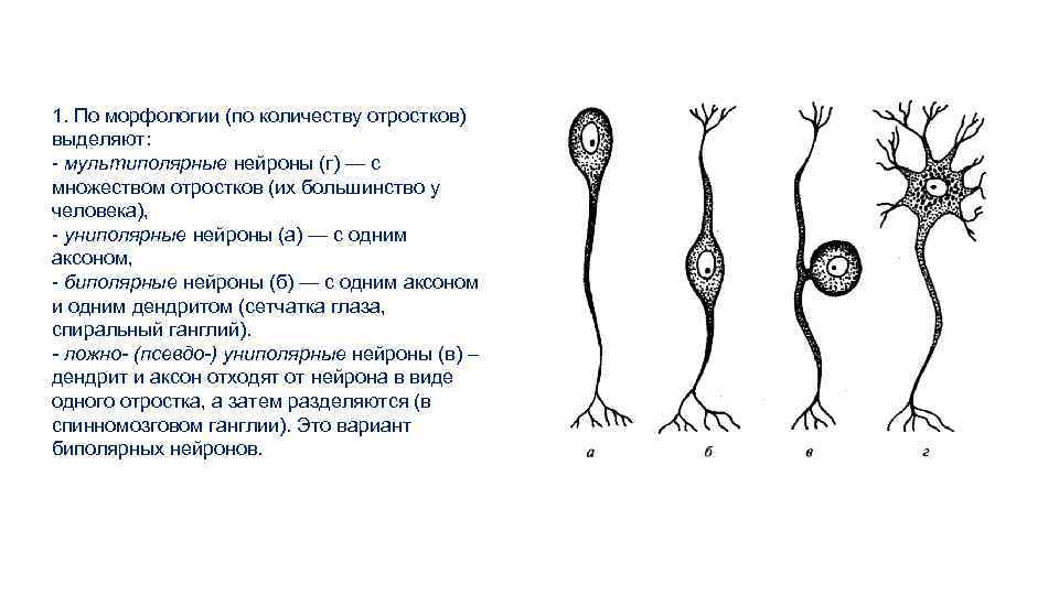 Схема строения мультиполярного нейрона