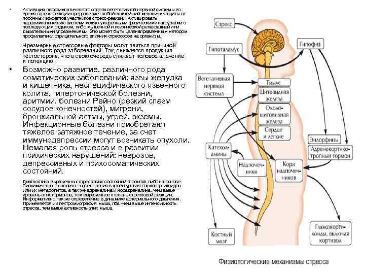  • Активация парасимпатического отдела вегетативной нервной системы во время стресс-реакции представляет собой важнейший