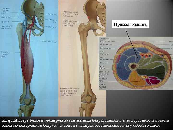 Прямая мышца бедра