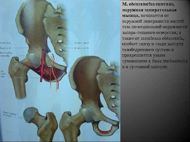 M. obturatorius externus, наружная запирательная мышца, начинается от наружной поверхности костей таза по медиальной