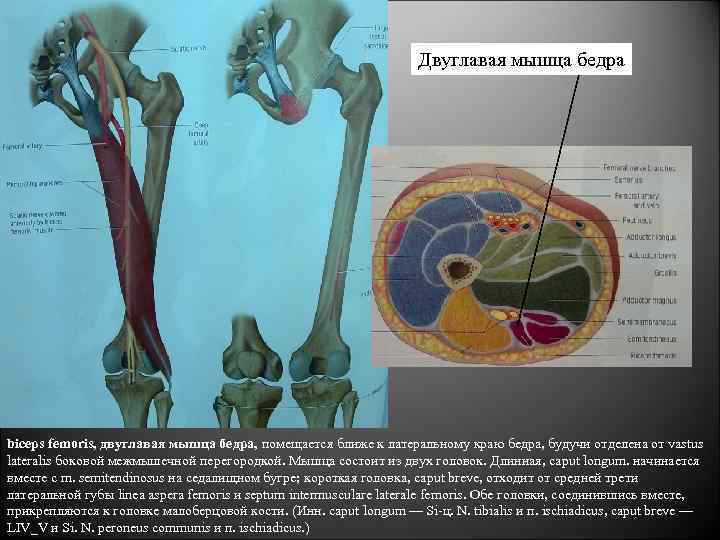 Мышцы нижней конечности сбоку