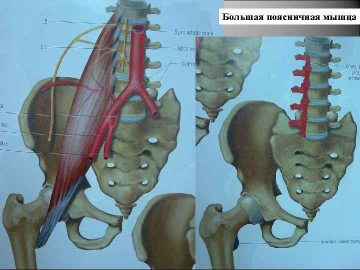 Поясничная мышца фото