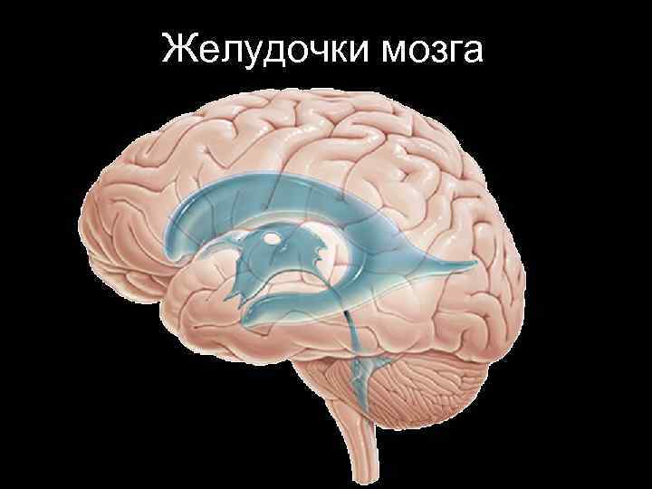 Желудочки мозга 