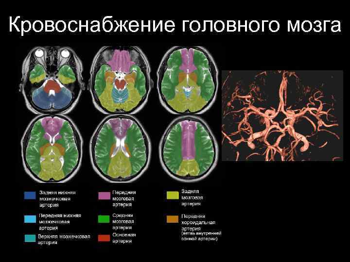 Кровоснабжение головного мозга 