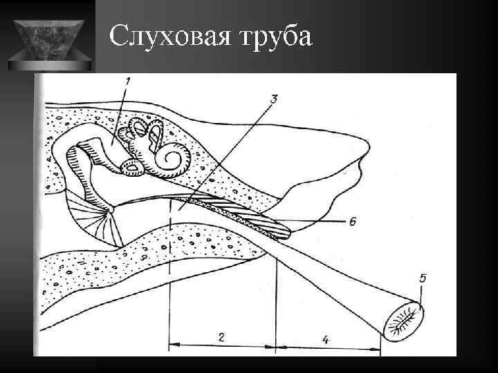 Кт височных костей фото