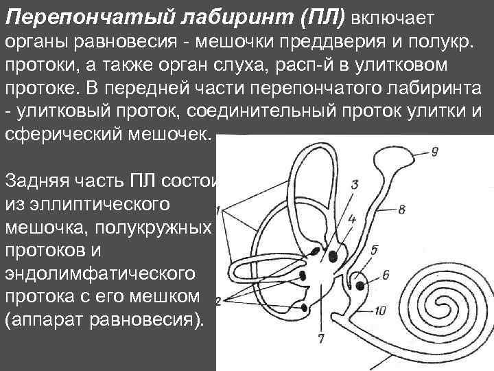 Включи органу. Преддверие перепончатого Лабиринта. Мешочки перепончатого Лабиринта. Улитковый проток перепончатого Лабиринта. Перепончатый Лабиринт орган.