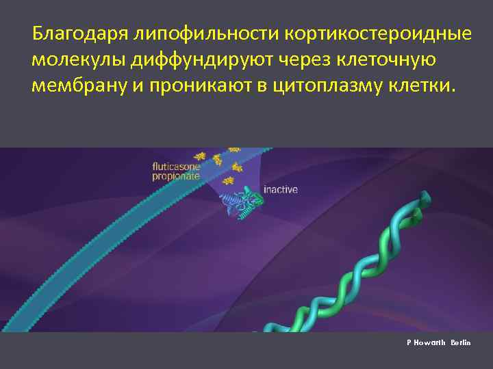 Благодаря липофильности кортикостероидные молекулы диффундируют через клеточную мембрану и проникают в цитоплазму клетки. P