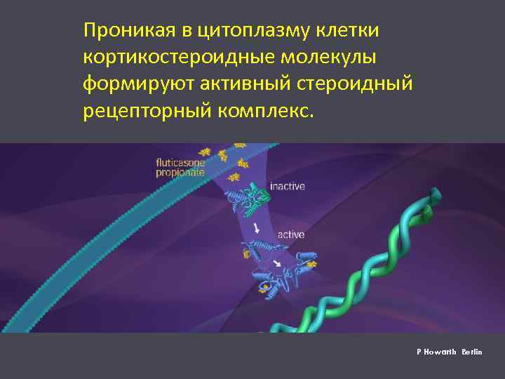 Проникая в цитоплазму клетки кортикостероидные молекулы формируют активный стероидный рецепторный комплекс. P Howarth Berlin