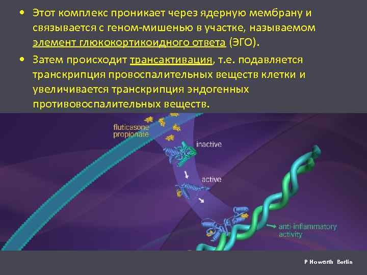  • Этот комплекс проникает через ядерную мембрану и связывается с геном-мишенью в участке,