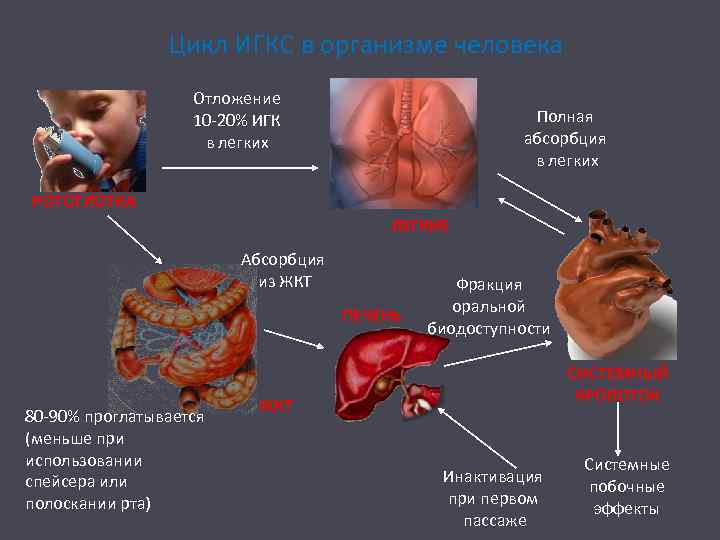 Цикл ИГКС в организме человека Отложение 10 -20% ИГК в легких Полная абсорбция в