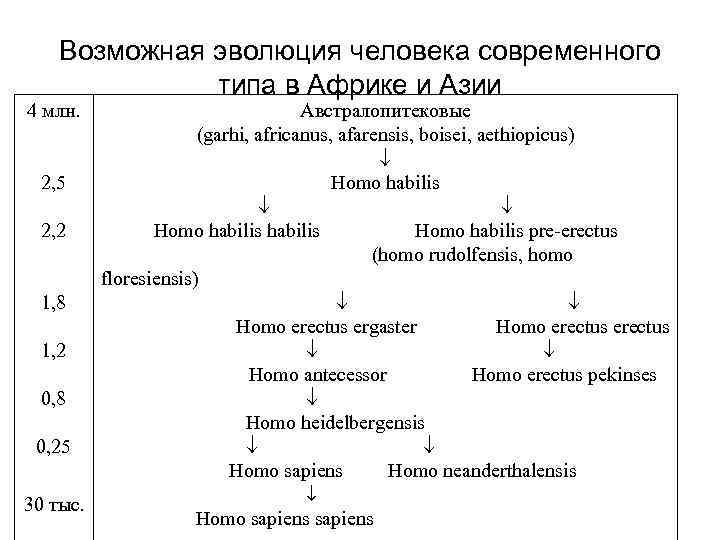 Возможная эволюция человека современного типа в Африке и Азии 4 млн. 2, 5 2,