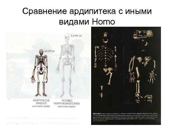 Сравнение ардипитека с иными видами Homo 