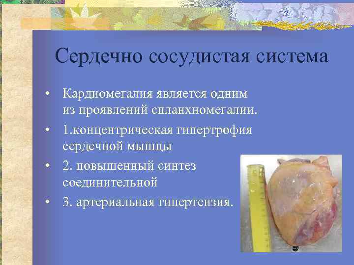 Сердечно сосудистая система • Кардиомегалия является одним из проявлений спланхномегалии. • 1. концентрическая гипертрофия