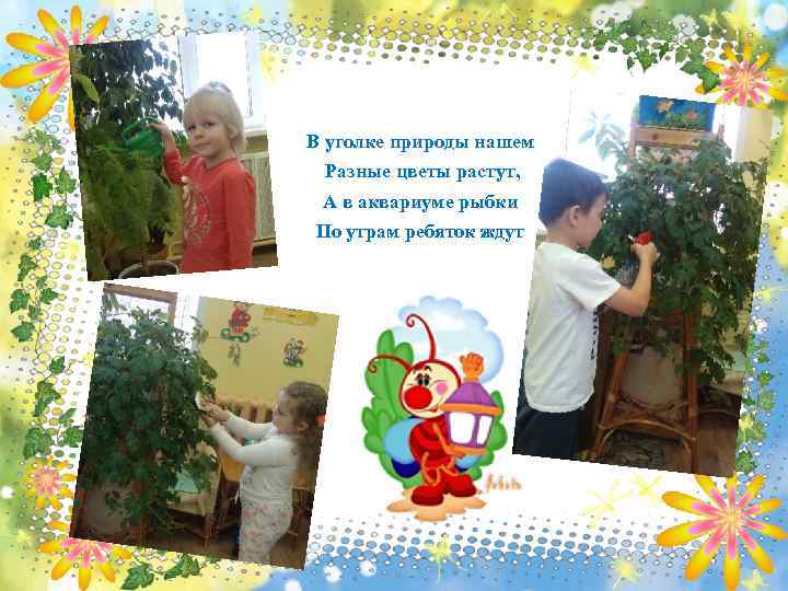 В уголке природы нашем Разные цветы растут, А в аквариуме рыбки По утрам ребяток