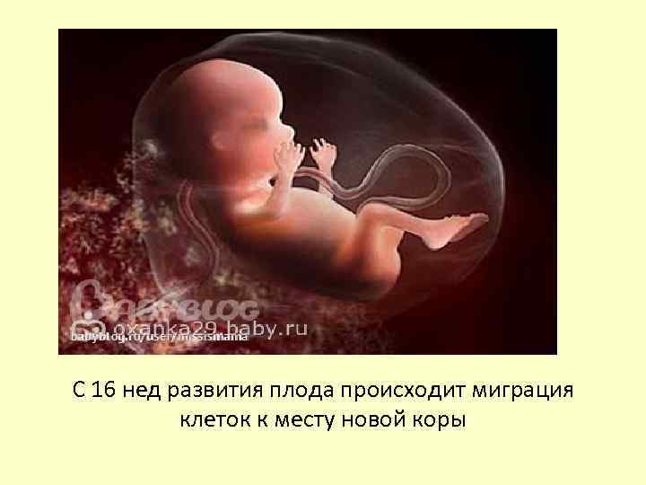 С 16 нед развития плода происходит миграция клеток к месту новой коры 