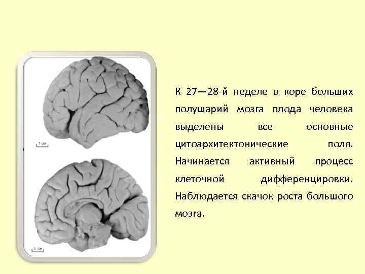 К 27— 28 -й неделе в коре больших полушарий мозга плода человека выделены все