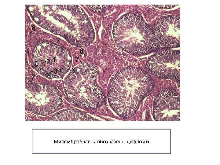 Миофибробласты обозначены цифрой 6 