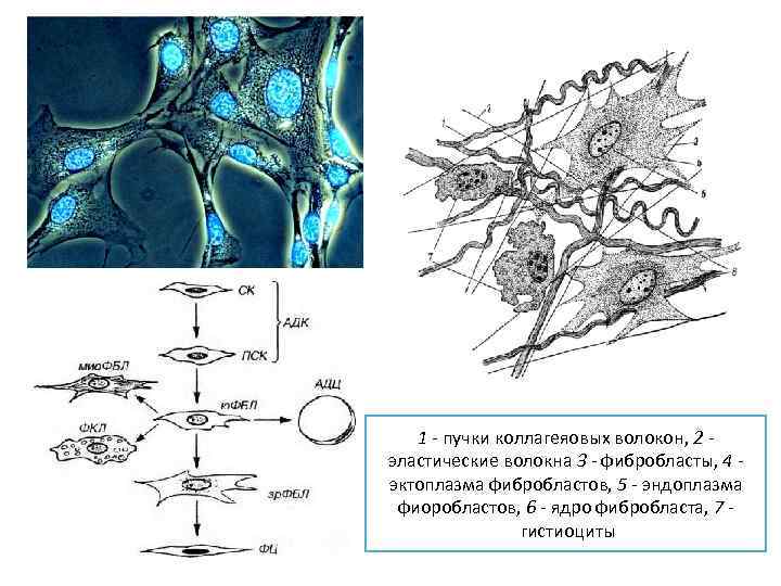 1 - пучки коллагеяовых волокон, 2 эластические волокна 3 - фибробласты, 4 - эктоплазма