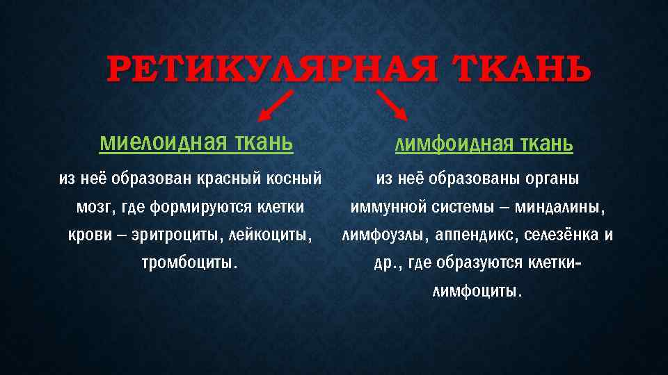 РЕТИКУЛЯРНАЯ ТКАНЬ миелоидная ткань из неё образован красный косный мозг, где формируются клетки крови
