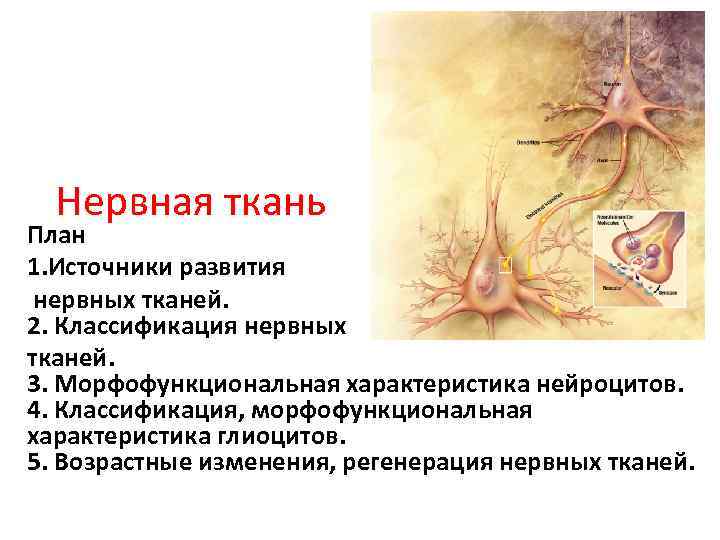 Нервная ткань План 1. Источники развития нервных тканей. 2. Классификация нервных тканей. 3. Морфофункциональная