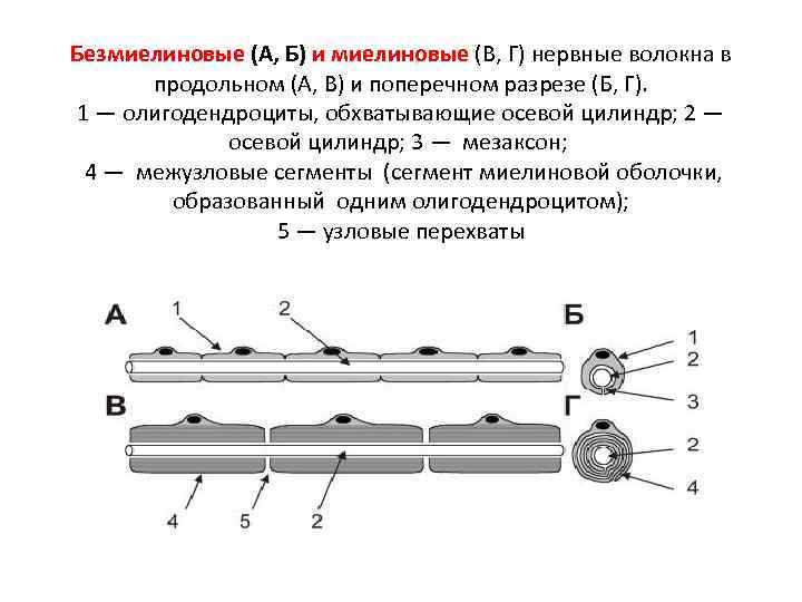 Безмиелиновые (А, Б) и миелиновые (В, Г) нервные волокна в продольном (А, В) и