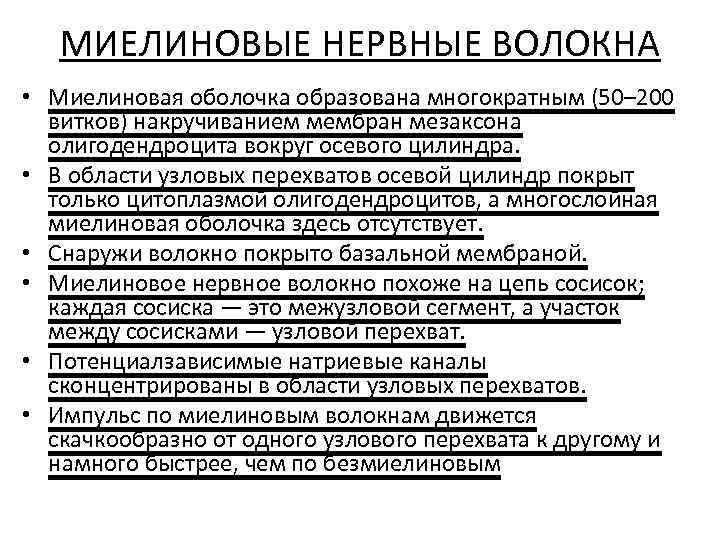 МИЕЛИНОВЫЕ НЕРВНЫЕ ВОЛОКНА • Миелиновая оболочка образована многократным (50– 200 витков) накручиванием мембран мезаксона