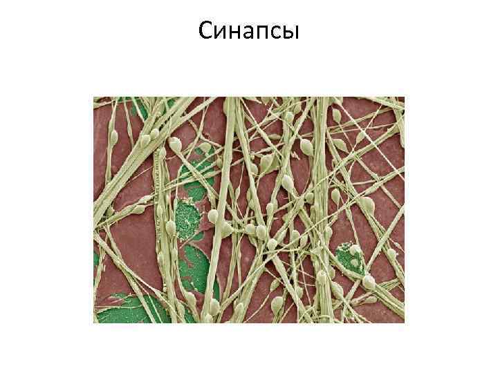 Синапсы 
