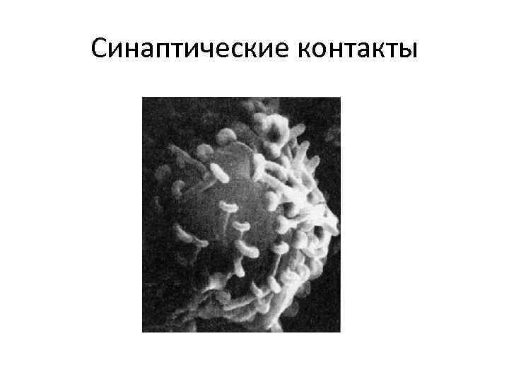 Синаптические контакты 