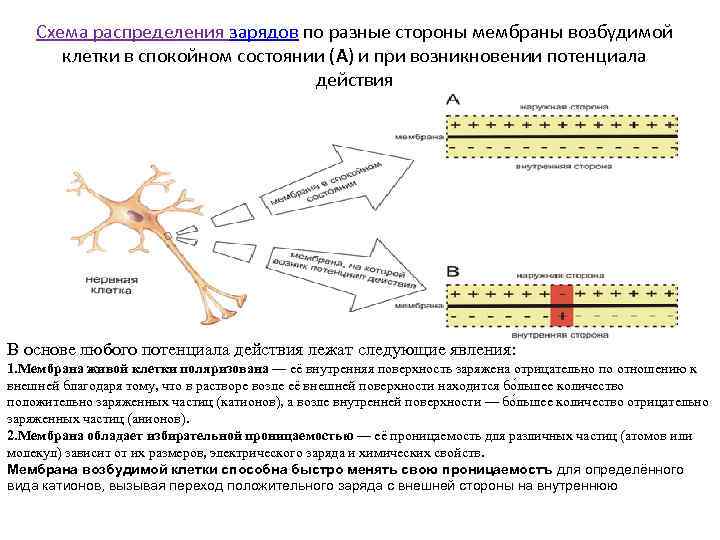 Схема распределения зарядов по разные стороны мембраны возбудимой клетки в спокойном состоянии (A) и