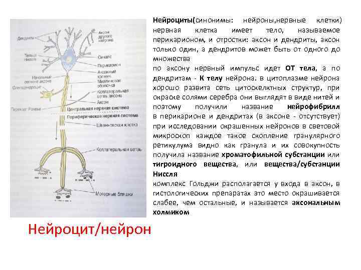 Нейроциты(синонимы: нейроны, нервные клетки) нервная клетка имеет тело, называемое перикарионом, и отростки: аксон и