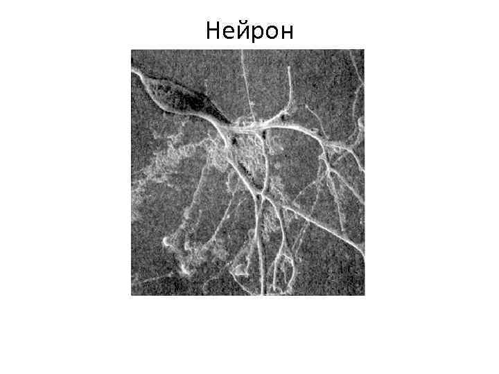 Нейрон 