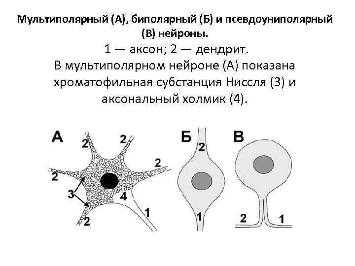 Мультиполярный (А), биполярный (Б) и псевдоуниполярный (В) нейроны. 1 — аксон; 2 — дендрит.