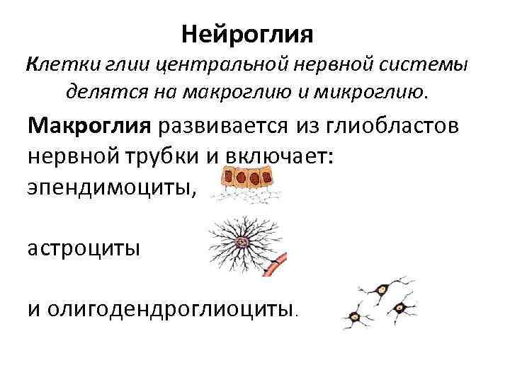 Нейроглия Клетки глии центральной нервной системы делятся на макроглию и микроглию. Макроглия развивается из