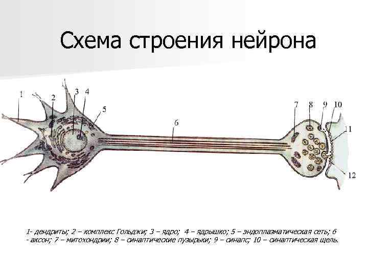 Схема строения нейрона 1 - дендриты; 2 – комплекс Гольджи; 3 – ядро; 4