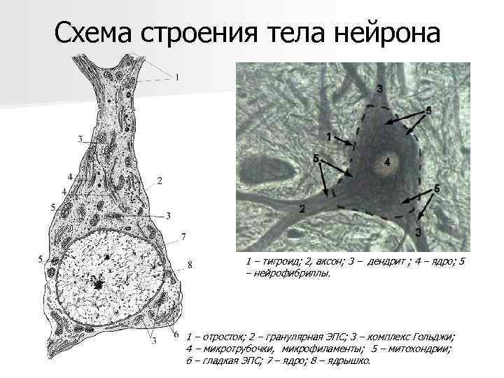 Схема строения тела нейрона 1 – тигроид; 2, аксон; 3 – дендрит ; 4