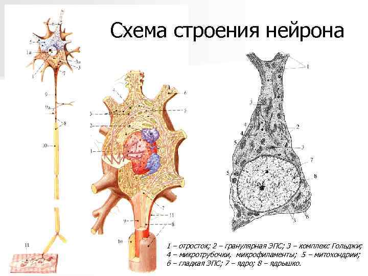 Схема строения нейрона 1 – отросток; 2 – гранулярная ЭПС; 3 – комплекс Гольджи;