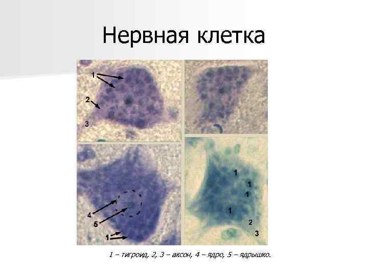 Нервная клетка 1 – тигроид, 2, 3 – аксон, 4 – ядро, 5 –