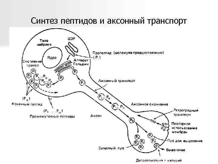 Синтез пептидов и аксонный транспорт 