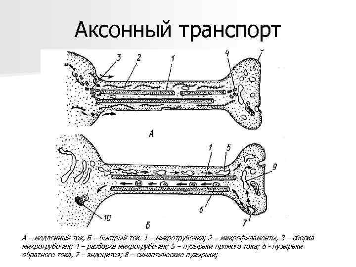 Аксонный транспорт А – медленный ток, Б – быстрый ток. 1 – микротрубочка; 2