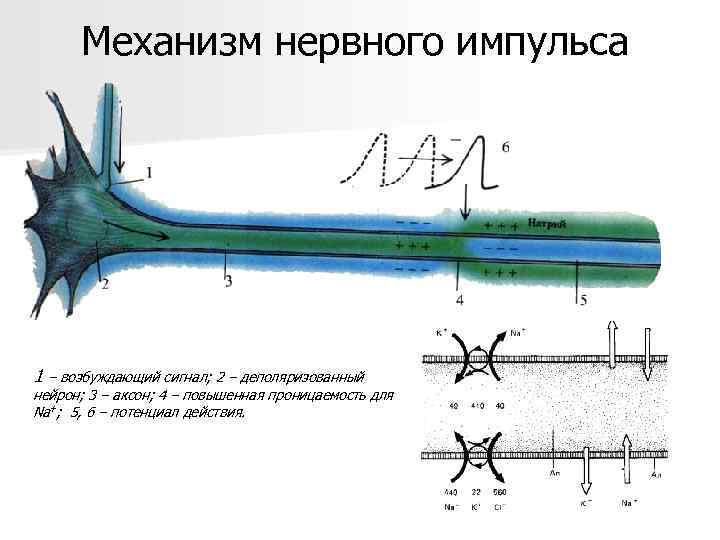 Механизм нервного импульса 1 – возбуждающий сигнал; 2 – деполяризованный нейрон; 3 – аксон;