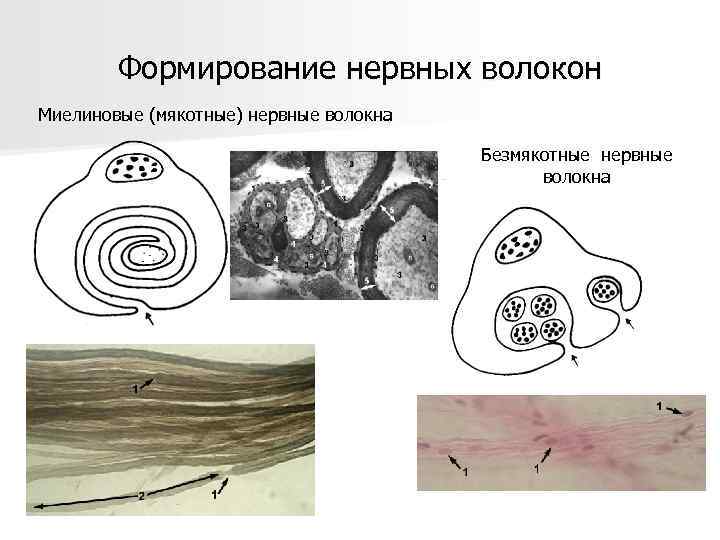 Формирование нервных волокон Миелиновые (мякотные) нервные волокна Безмякотные нервные волокна 