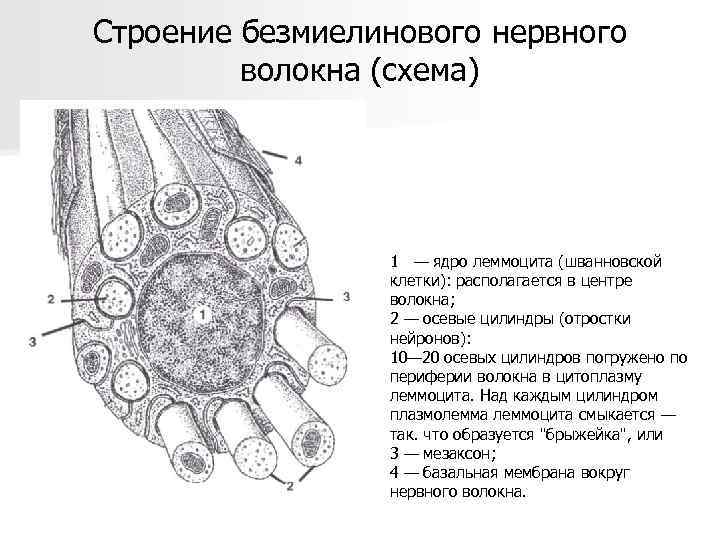 Строение безмиелинового нервного волокна (схема) 1 — ядро леммоцита (шванновской клетки): располагается в центре