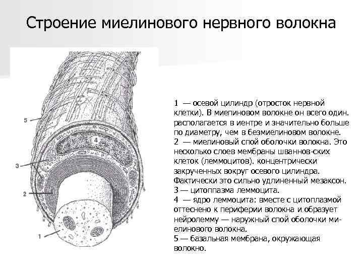 Строение миелинового нервного волокна 1 — осевой цилиндр (отросток нервной клетки). В миепиновом волокне