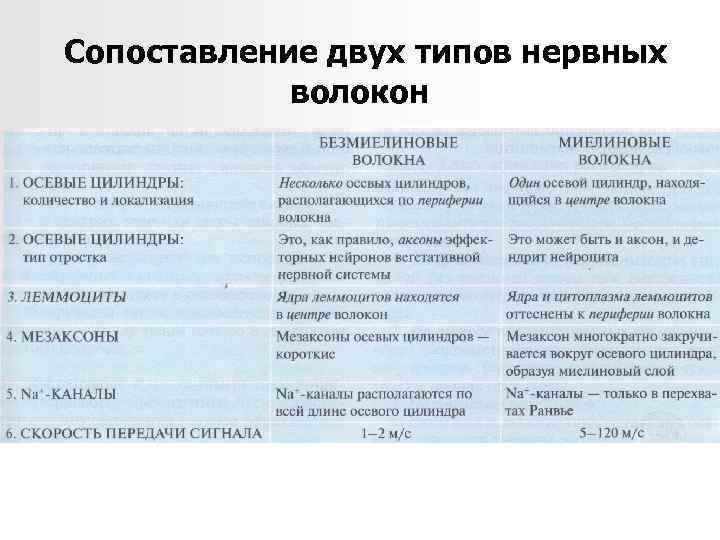 Сопоставление двух типов нервных волокон 