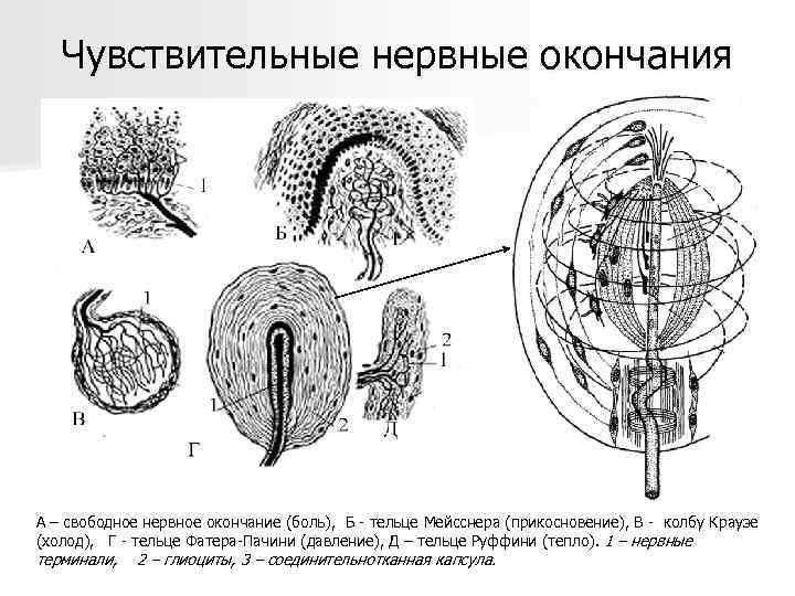 Чувствительные нервные окончания А – свободное нервное окончание (боль), Б - тельце Мейсснера (прикосновение),