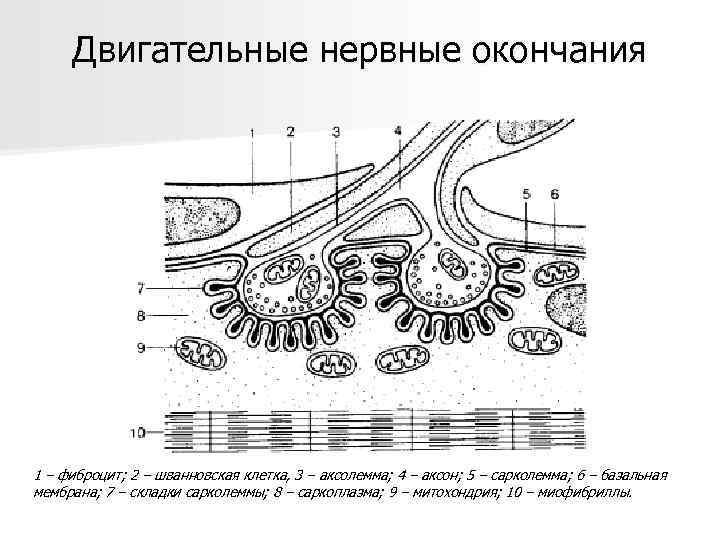 Двигательные нервные окончания 1 – фиброцит; 2 – шванновская клетка, 3 – аксолемма; 4