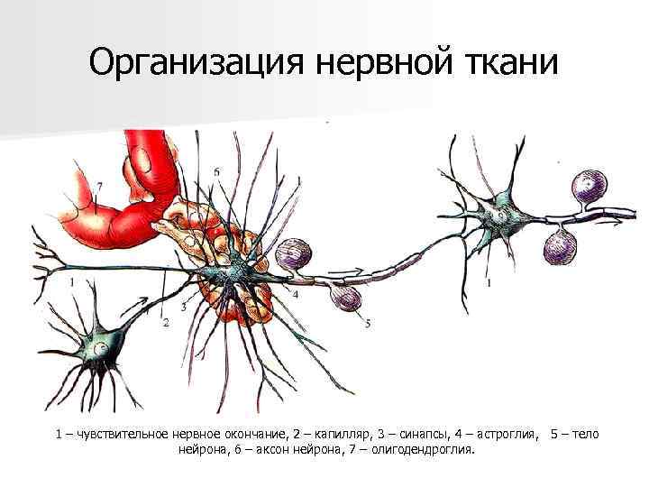 Организация нервной ткани 1 – чувствительное нервное окончание, 2 – капилляр, 3 – синапсы,