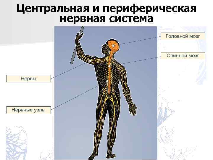 Центральная и периферическая нервная система 