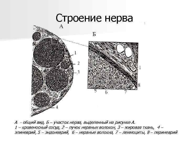 Строение нерва А - общий вид, Б – участок нерва, выделенный на рисунке А.