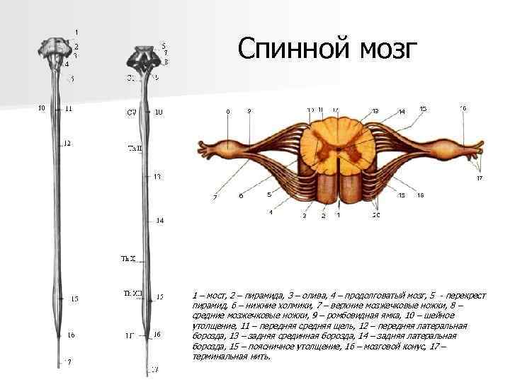 Спинной мозг 1 – мост, 2 – пирамида, 3 – олива, 4 – продолговатый